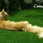 La imagen 1 de la Empresa COONARA MAINE COON en Yeles TO