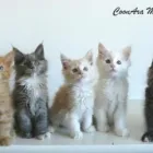 La imagen 2 de la Empresa COONARA MAINE COON en Yeles TO