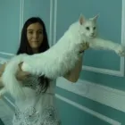La imagen 3 de la Empresa COONARA MAINE COON en Yeles TO