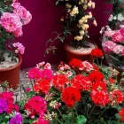 La imagen 5 de la Empresa EDEN ARTE FLORAL Mayoristas en Toledo TO