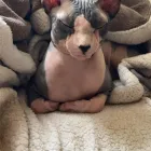 La imagen 2 de la Empresa GATOS SIN PELO Compras en Boadilla del Monte M