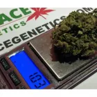 La imagen 2 de la Empresa GRACE GENETICS SL Proveedor de Semillas en Barcelona B
