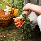 La imagen 6 de la Empresa JARDINERÍA MADRID NORTE Servicios Profesionales y de Negocios en San Sebastián de los Reyes M
