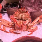 La imagen 11 de la Empresa LA MAROTECA PESCADO SALVAJE ARIBAU Restaurantes Mediterráneos en Barcelona B