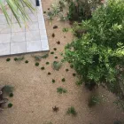 La imagen 14 de la Empresa VINAGRELLA JARDINS Servicios Profesionales y de Negocios en S'aranjassa IB
