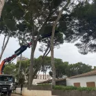 La imagen 29 de la Empresa VINAGRELLA JARDINS Servicios Profesionales y de Negocios en S'aranjassa IB