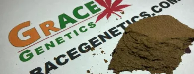 La imagen 3 de la Empresa GRACE GENETICS SL Proveedor de Semillas en Barcelona B